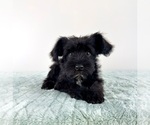 Small #1 Schnauzer (Miniature)