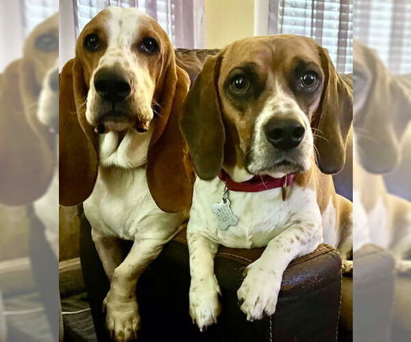 Medium Photo #7 Basset Hound Puppy For Sale in Deepwater, NJ, USA