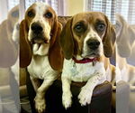 Small #6 Basset Hound