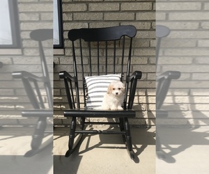 Bichon Frise-Cavachon Mix Puppy for sale in CHESTERFIELD, MI, USA