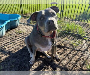 American Pit Bull Terrier Dogs for adoption in Ocala, FL, USA
