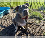 ELSA - Female American Pit Bull Terrier Dog for Adoption - Small photo