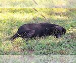 Small #3 Labrador Retriever Mix