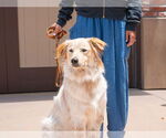 Small #2 Great Pyrenees Mix