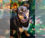 Small #2 Australian Shepherd Mix