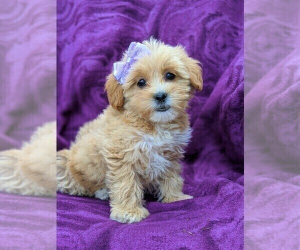 Medium Photo #1 Lhasa-Poo Puppy For Sale in LINCOLN UNIV, PA, USA
