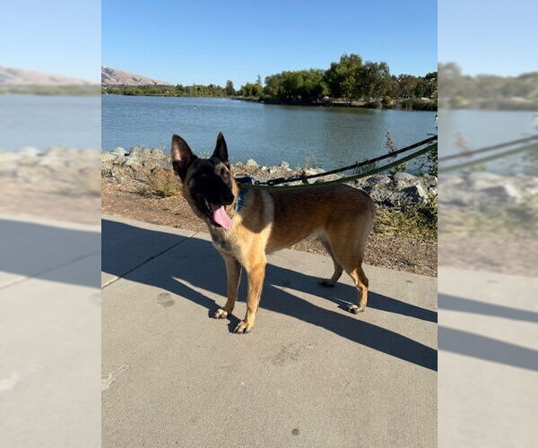 Medium Photo #3 Mutt Puppy For Sale in Imlay City, MI, USA