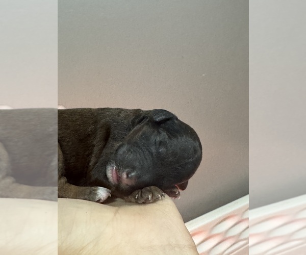 Medium Photo #9 Poodle (Standard) Puppy For Sale in LONGMONT, CO, USA