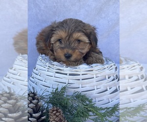 Yorkshire Terrier Puppy for sale in HILLSBORO, TX, USA