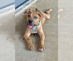 Chip Potato - Male Mutt Dog for Adoption - Photo #2