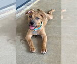 Small Photo #2 Mutt Puppy For Sale in Boston, MA, USA