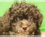 Small Photo #3 Poodle (Toy) Puppy For Sale in SHAWNEE, OK, USA