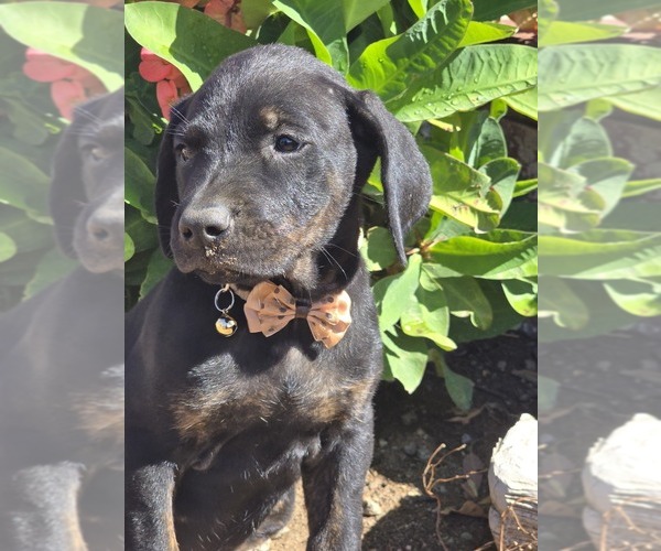 Medium Photo #1 Cane Corso-Doberman Pinscher Mix Puppy For Sale in HOMELAND, CA, USA