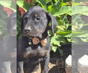 Medium Cane Corso-Doberman Pinscher Mix