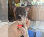 Small American Pit Bull Terrier-American Staffordshire Terrier Mix