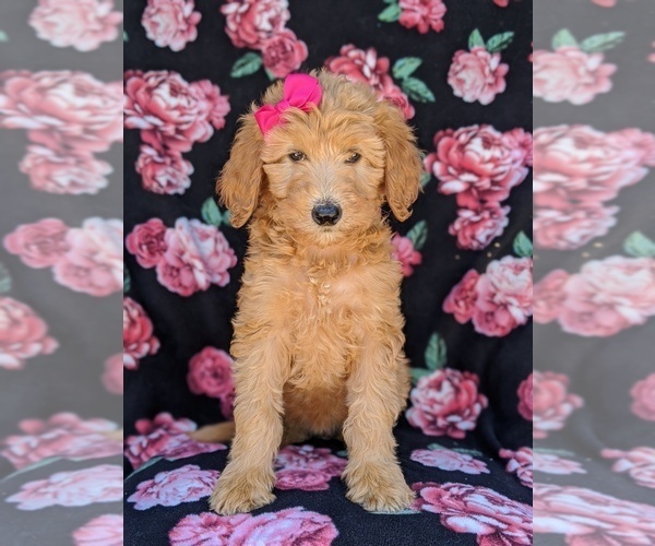 Medium Photo #2 Goldendoodle Puppy For Sale in NEW PROVIDENCE, PA, USA