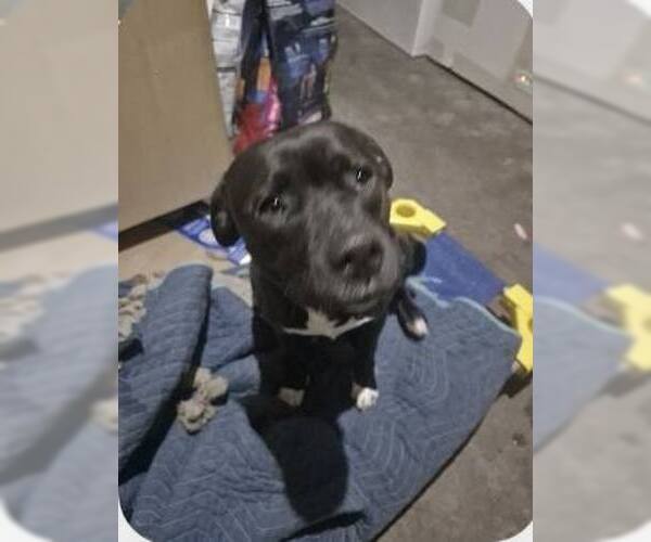 Medium Photo #8 Labrador Retriever-Unknown Mix Puppy For Sale in Princeton, MN, USA