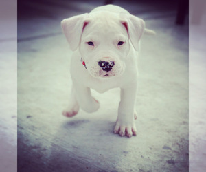 Dogo Argentino Puppy for sale in HAYWARD, CA, USA