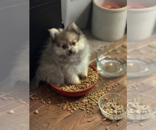 Medium Photo #8 Pomeranian Puppy For Sale in DENVER, CO, USA