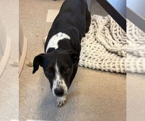 Border Collie-Unknown Mix Dogs for adoption in La Porte, IN, USA