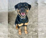 Small Rottweiler Mix