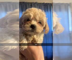 ShihPoo Puppy for sale in MOUNT PLEASANT, IA, USA