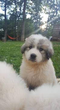 Medium Photo #1 Great Pyrenees Puppy For Sale in HILLSBORO, MO, USA