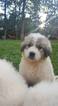 Small Photo #1 Great Pyrenees Puppy For Sale in HILLSBORO, MO, USA
