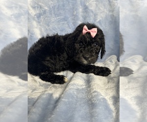 German Shorthaired Pointer Puppy for sale in LA VERGNE, TN, USA