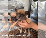 Small Photo #6 French Bulldog Puppy For Sale in North York, Ontario, Canada