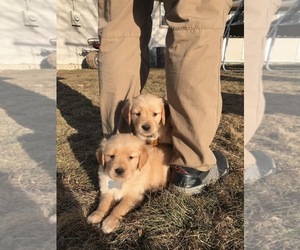 Golden Retriever Puppy for sale in CALDWELL, ID, USA