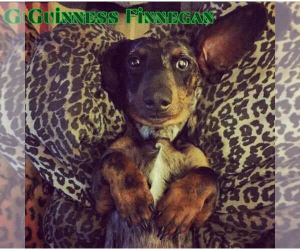 Medium Photo #9 Dachshund Puppy For Sale in San Antonio, TX, USA