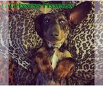 Small #8 Dachshund