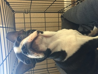 Boston Terrier Puppy for sale in LYONS, CO, USA