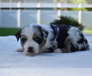 Miniature Australian Shepherd Puppy for sale in PALM COAST, FL, USA