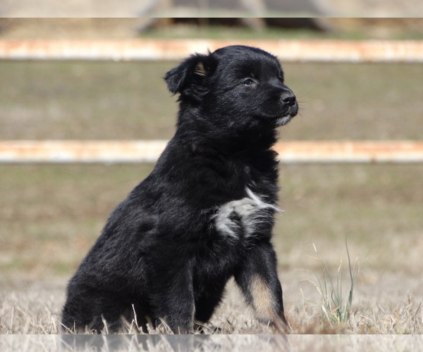 Medium Photo #6 Australian Shepherd Puppy For Sale in OZARK, AR, USA