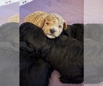 Small Photo #10 Poodle (Toy) Puppy For Sale in CEDAR CITY, UT, USA