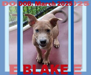 Medium American Pit Bull Terrier-Labrador Retriever Mix