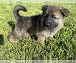 Small #7 German Shepherd Dog