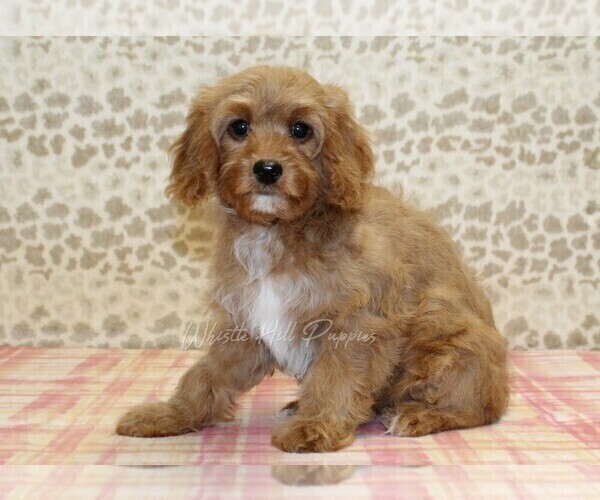 Medium Photo #4 Cavapoo Puppy For Sale in DENVER, PA, USA