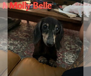 Molly Belle - Female Dachshund Dog for Adoption - Photo #12