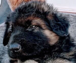 Small Photo #5 King Shepherd Puppy For Sale in YUCCA VALLEY, CA, USA