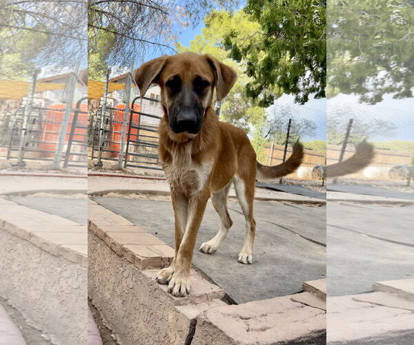 Medium Photo #2 German Shepherd Dog-Unknown Mix Puppy For Sale in Cottonwood, AZ, USA