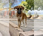 Small #1 German Shepherd Dog Mix