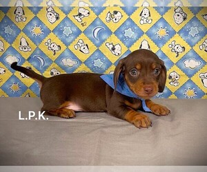 Dachshund Puppy for sale in WINNSBORO, LA, USA