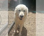Small #2 Great Pyrenees Mix