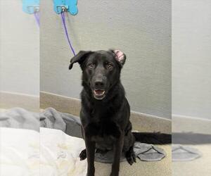Labrador Retriever-Unknown Mix Dogs for adoption in Las Vegas, NV, USA