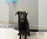 Small Labrador Retriever Mix