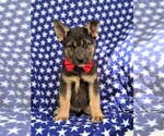 Small Photo #2 Labrador Retriever-Sharberian Husky Mix Puppy For Sale in LINCOLN UNIV, PA, USA