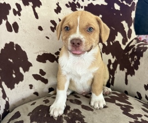 Australian Shepherd-French Bulldog Mix Puppy for sale in BUNNELL, FL, USA